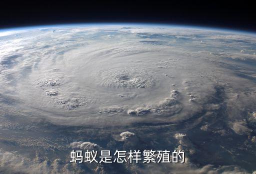 蚂蚁怎么繁殖，蚂蚁是如何生长繁殖的