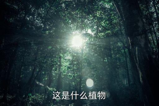 这是什么植物