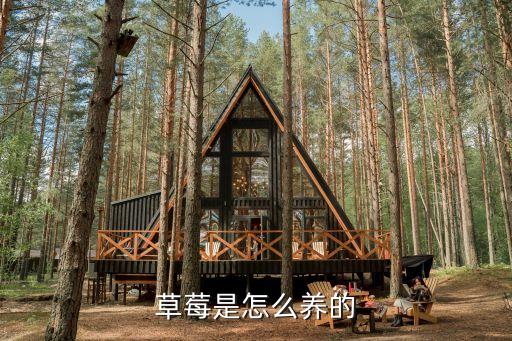 草莓怎么种植方法，草莓是怎么养的