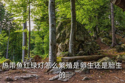 热带鱼红绿灯怎么繁殖是卵生还是胎生的