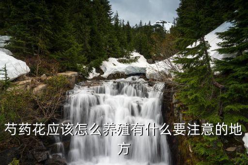 芍药花应该怎么养殖有什么要注意的地方