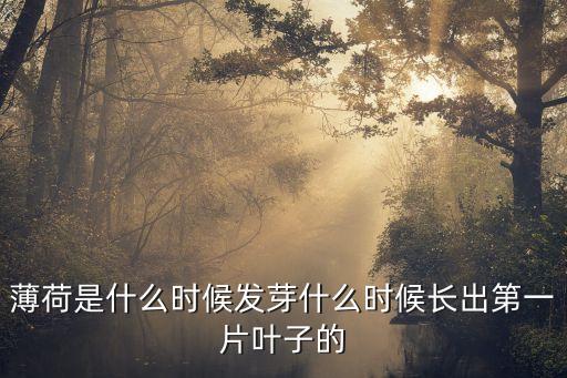 薄荷是什么时候发芽什么时候长出第一片叶子的