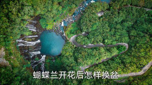 蝴蝶兰怎么换盆，蝴蝶兰移盆