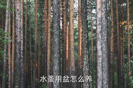 水蚤用盆怎么养