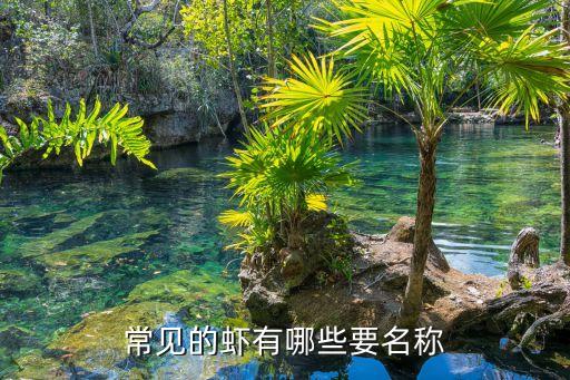市场上常见的海虾，现在市场上卖的虾叫什么名字
