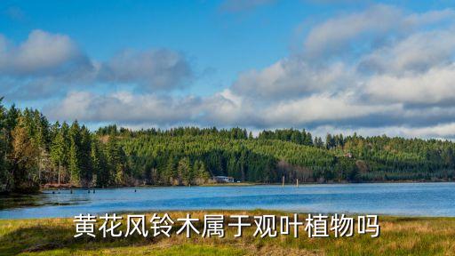 黄花风铃木，黄花风铃木属于观叶植物吗