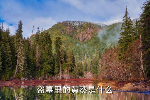 黄葵，盗墓里的黄葵是什么
