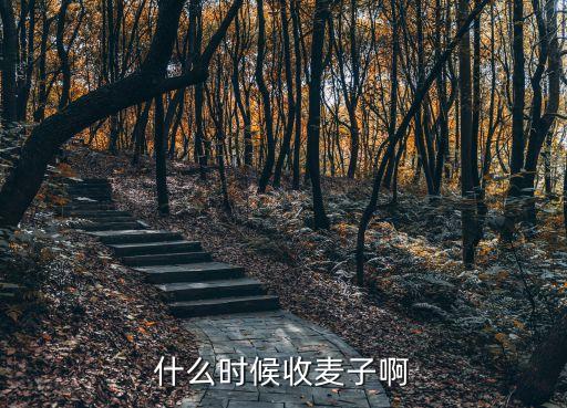 什么时候收麦子啊