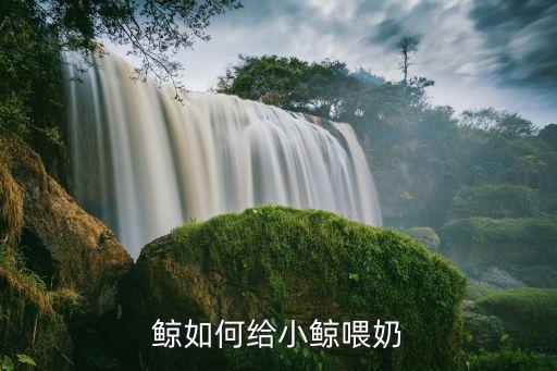 鲸如何给小鲸喂奶