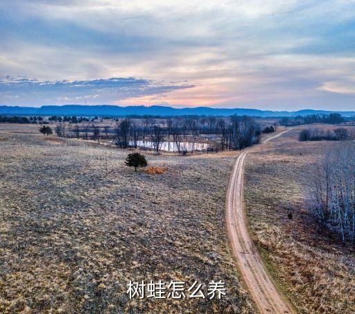 树蛙怎么养