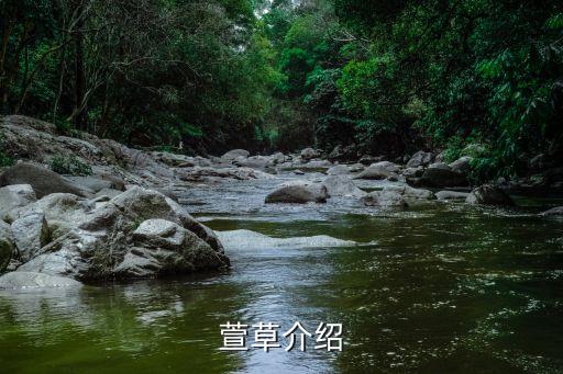 萱草介绍