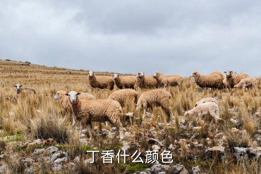 丁香什么颜色