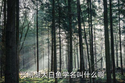 兴凯湖大白鱼学名叫什么啊