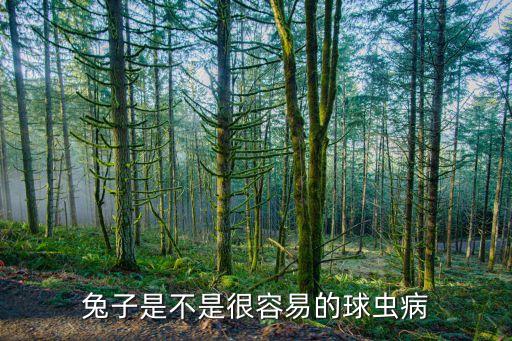 兔球虫病，兔子球虫病有何症状表现如何治疗