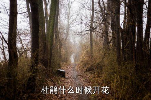 杜鹃什么时候开花
