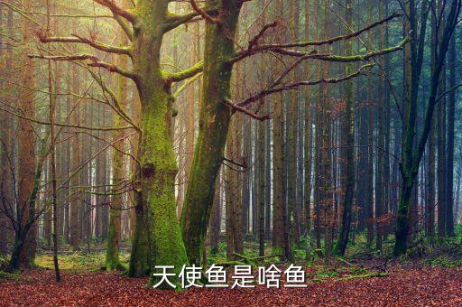 天使鱼是啥鱼