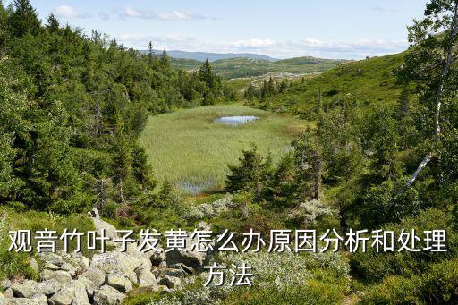 观音竹叶子发黄怎么救，观音竹叶子枯黄了该怎么办