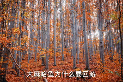 大马哈鱼洄游，洄游马哈鱼的解释