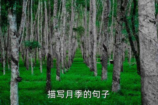 描写月季的句子