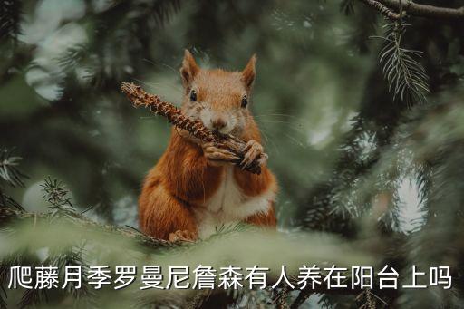 詹森月季，詹森配什么品种才能做出好的后代