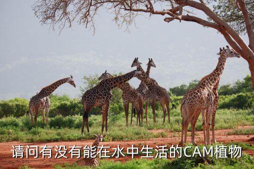请问有没有能在水中生活的CAM植物