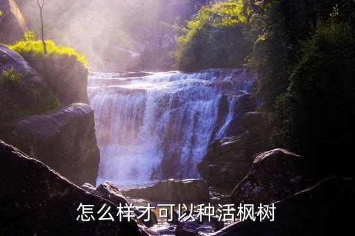 红枫怎么养，刚种下去的美国红枫十月光辉怎么养护