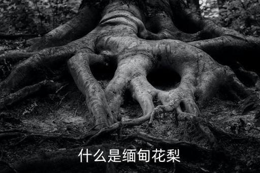 缅甸花梨，缅甸花梨木与越南花梨有哪些区别