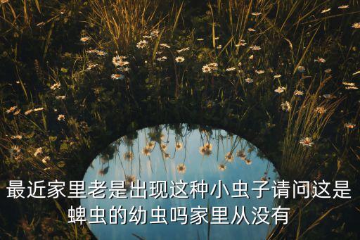 蜱虫幼虫，这是蜱虫的幼虫吗