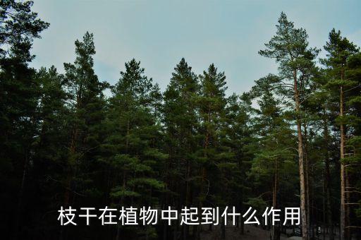 枝干，枝干在植物中起到什么作用