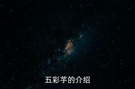 彩叶芋，五彩芋的介绍