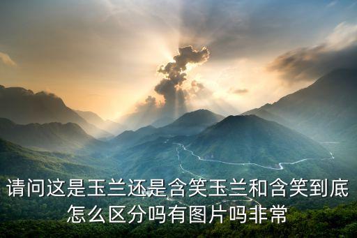 含笑树图片，这是什么树路边开白花