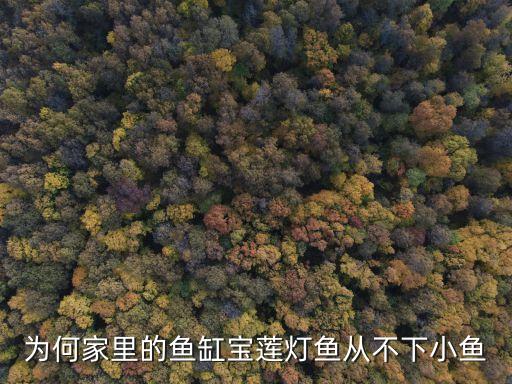 为何家里的鱼缸宝莲灯鱼从不下小鱼