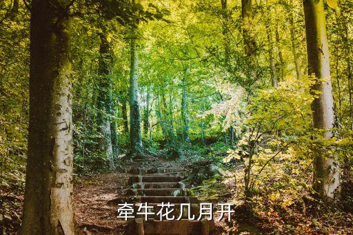 牵牛花花期，牵牛花几月开