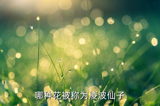 哪种花被称为凌波仙子