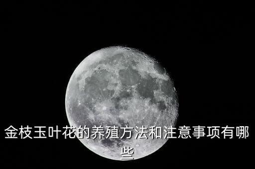 金枝玉叶怎么养才变红，金枝玉叶用什么药可以变色