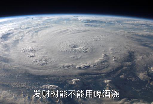 发财树用啤酒养才茂盛，发财树能不能用啤酒浇