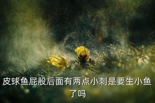 皮球鱼屁股后面有两点小刺是要生小鱼了吗