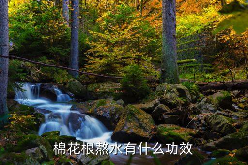 棉花根，棉花根熬水有什么功效