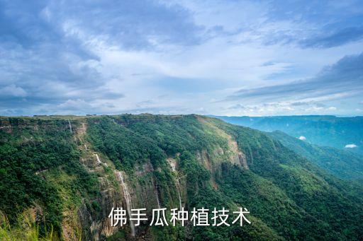 佛手瓜种植技术