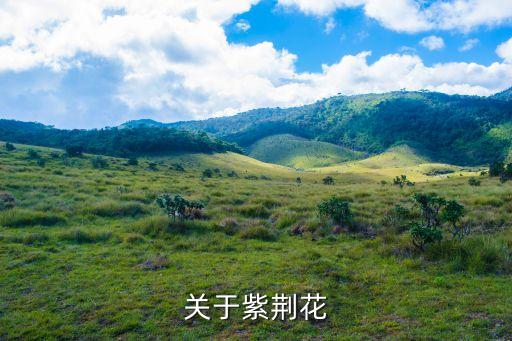 紫荆花，紫荆花是由什么颜色到什么颜色的