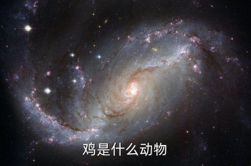 鸡属于什么动物，鸡是什么动物