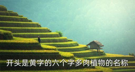 黄金佛甲草，这个植物叫什么名字啊植物学大神 学霸 解答下呗