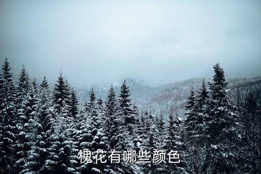 槐花的图片，槐花有哪些颜色