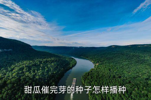 甜瓜催完芽的种子怎样播种