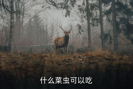 什么菜虫可以吃