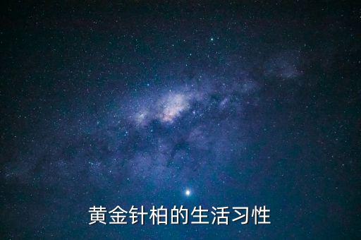 黄金针柏的生活习性