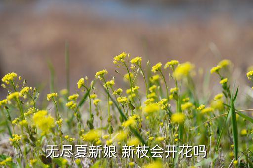 无尽夏新娘，无尽夏新娘为什么只开花不长枝条和叶子