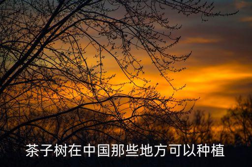 茶子树，茶子树童装到底怎么样