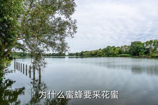 小蜜蜂采花蜜，小蜜蜂采花蜜干什么