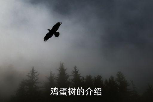 鸡蛋树的介绍